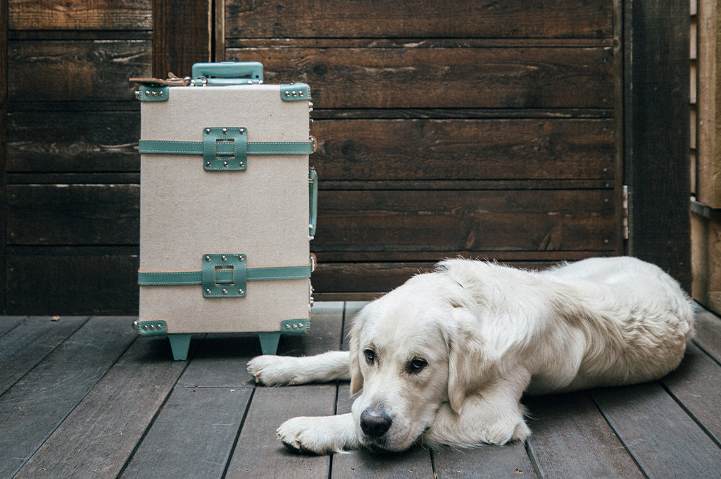 Madeline Lu’s pup travels in style with The Editor in Teal.