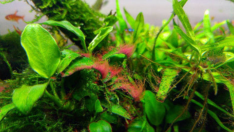 Check out all these different algae typed in an aquascape by Art Commisso. 