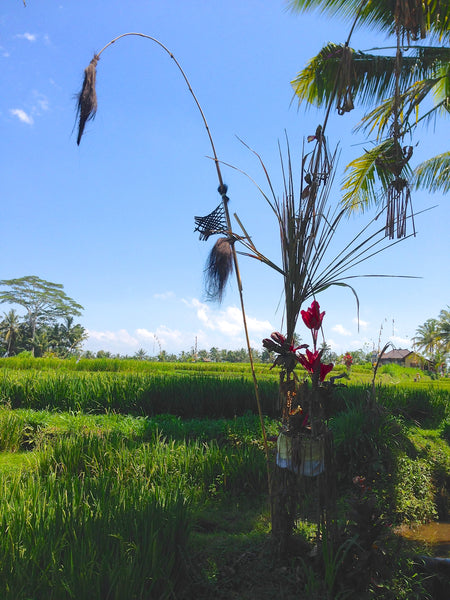 Offering in rice fields, Ubud, Bali