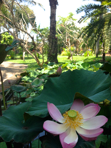 Lotus flower, Bali Bird Park, Bali