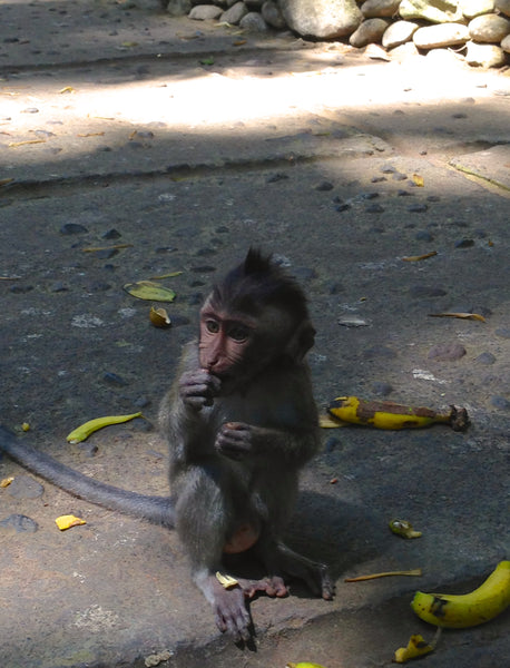 Sacred Monkey Forest, Ubud, Bali