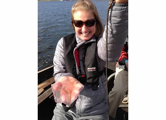 Jellyfish from the Kattegat Sea, Denmark