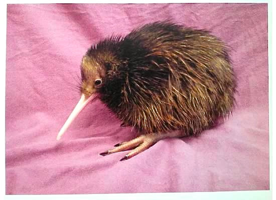 Kiwi bird, New Zealand