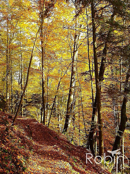 Areuse Gorge, Fall trees, Switzerland