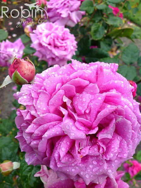 Purple roses, Blenheim, New Zealand