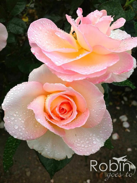 Pink Roses, Blenheim, New Zealand