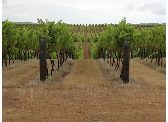 Yealands Estate vineyards, New Zealand