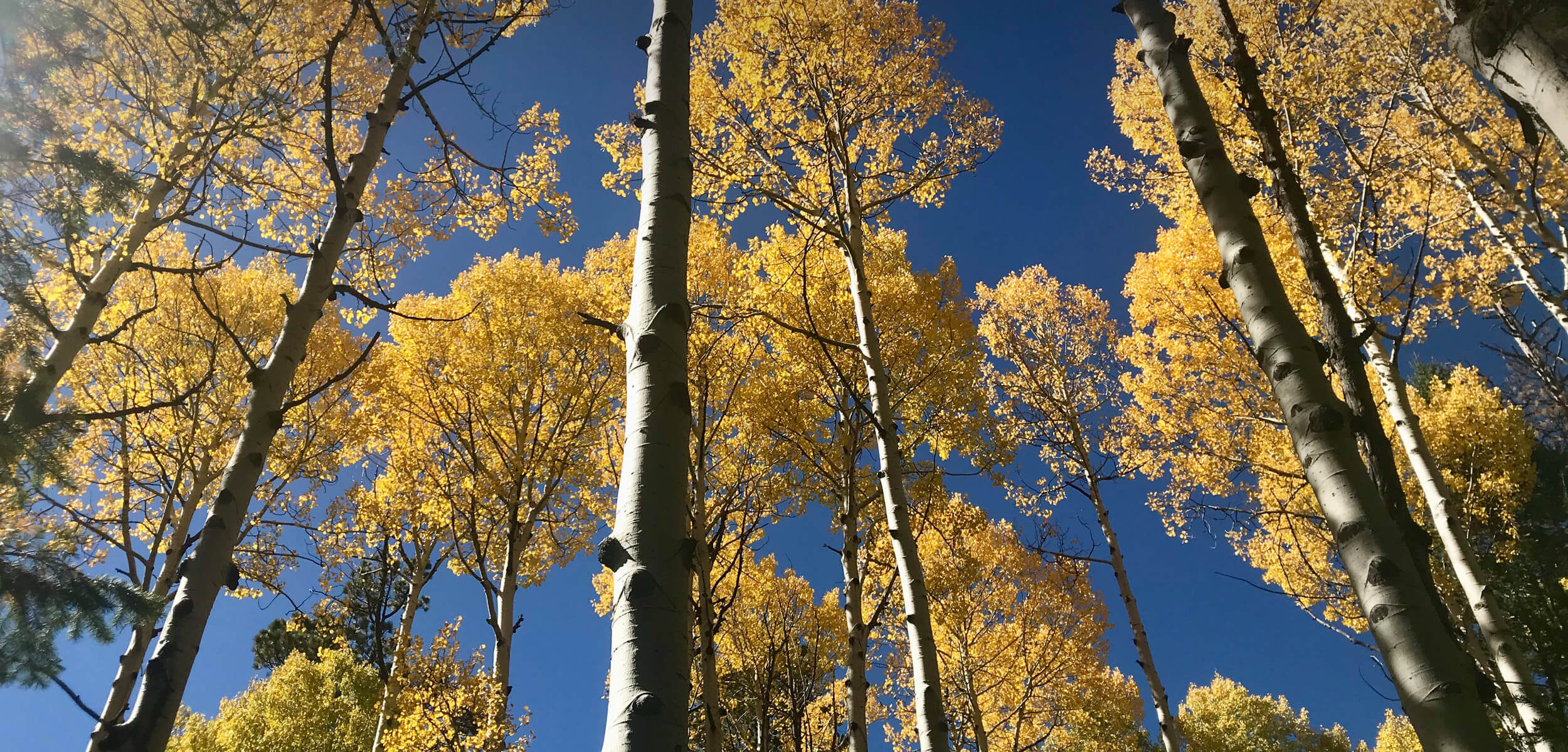 Aspen trees in autumn with yellow leaves in the San Francisco Peaks in Flagstaff Arizona