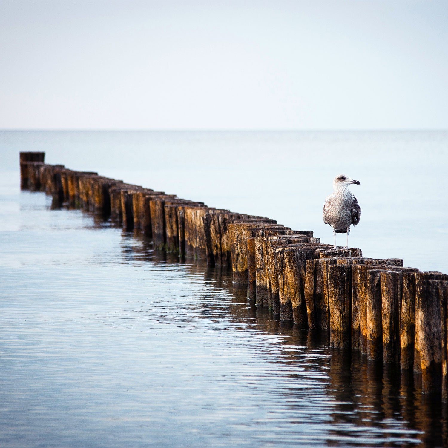 Möwe auf Buhne im Meer vor Fischland-Darß-Zingst