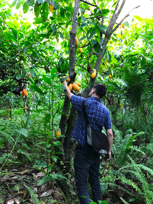 Deep in the cacao jungle.