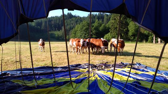 Drôle de dames ! Vaches regardant passer les montgolfières