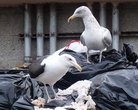 seagulls in dumpster