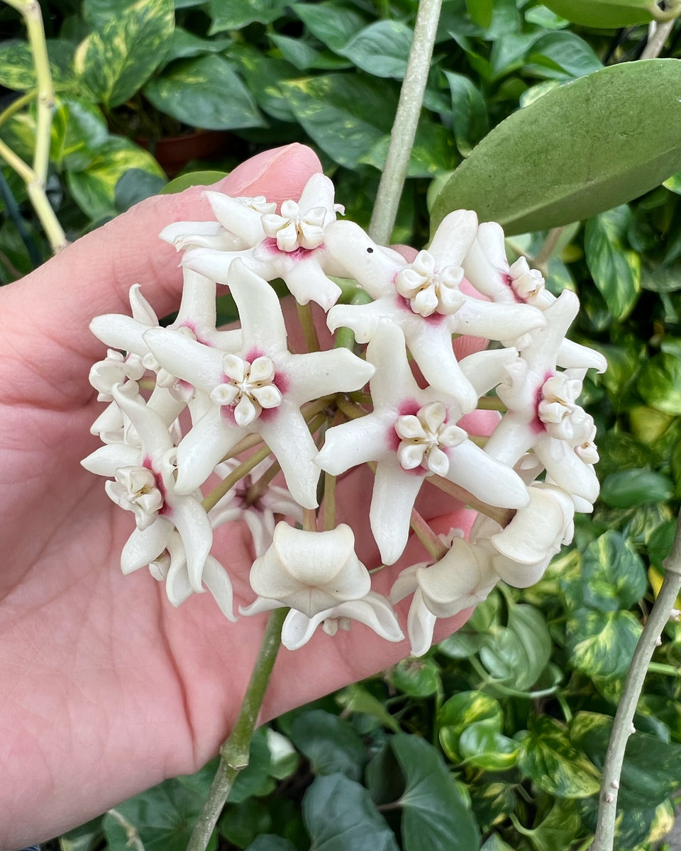 未使用品】HOYA☆クリスタルベース☆花の器☆24cm - 花瓶