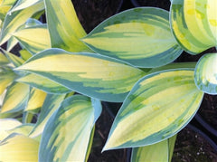 Hosta hybrid June Plantain Lily image credit Millgrove Perennials