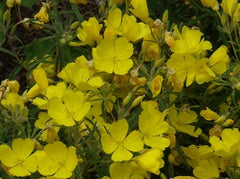 Oenothera hybrid Cold Crick Evening Primrose image credit Millgrove Perennials