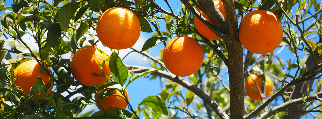 fruktsyre fra citrus frukter