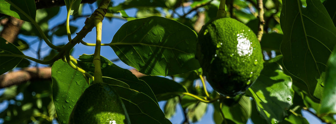 avokado