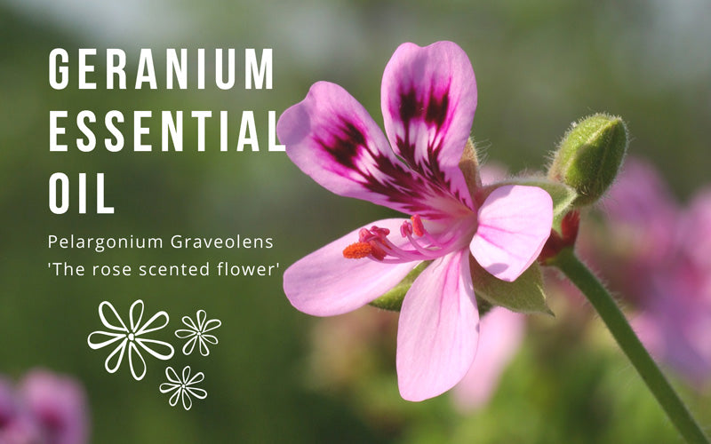 Geranium