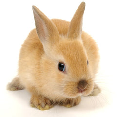 Bilde av en liten kanin.