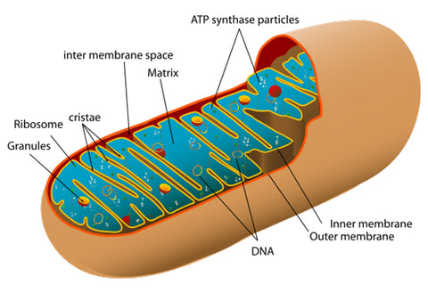mitokondrium