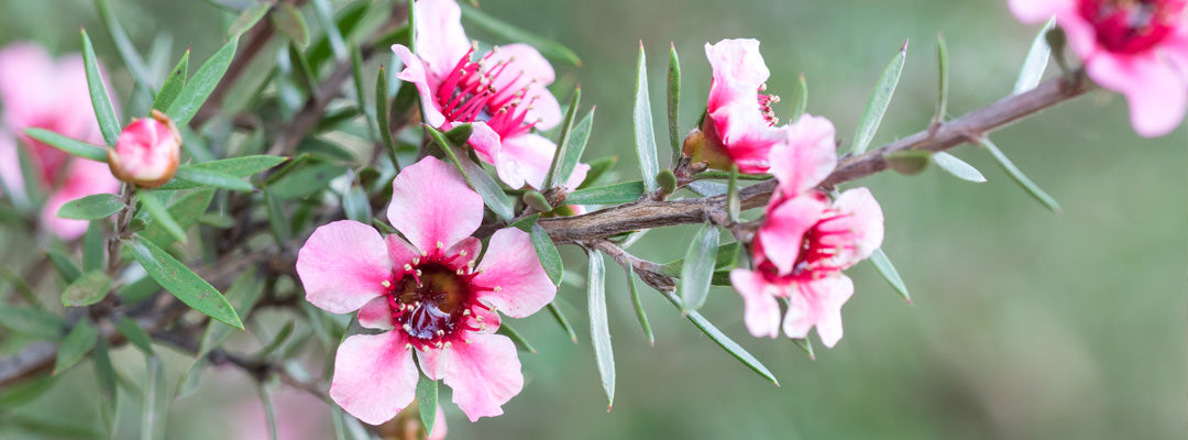 tetre eller teatree er antiseptisk og kommer fra en blomst