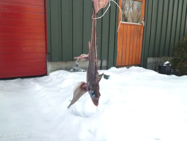 Ratfish hanging from tail