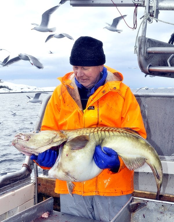 Fisherman holding Gadus morhua