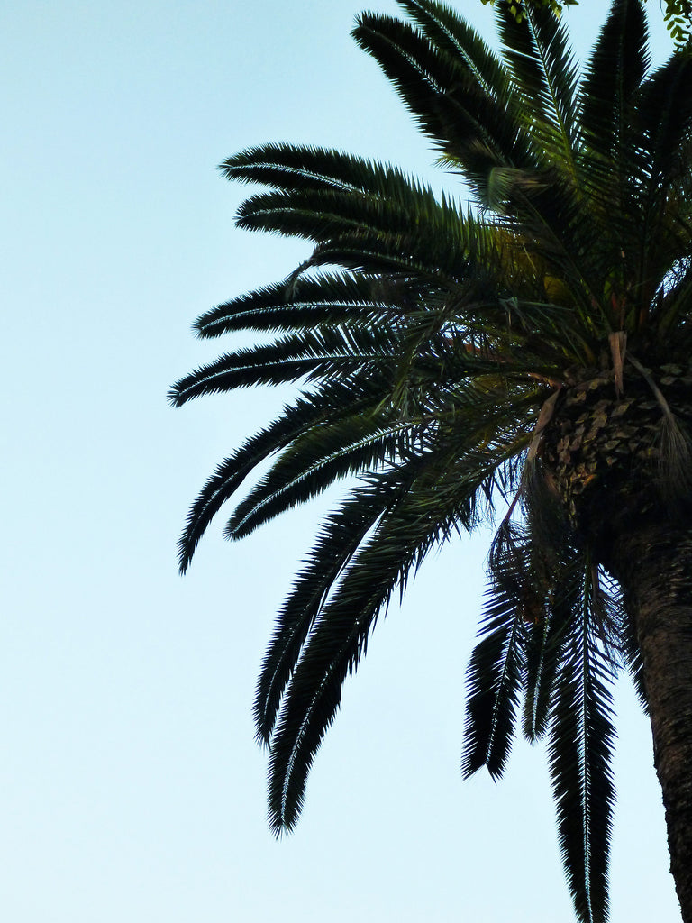 Palmier arbre tropique paisible vacances 