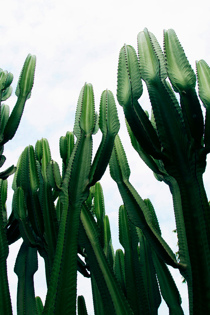Cactus plantes grasses nature luxuriante climat d'Amérique latine Pérou