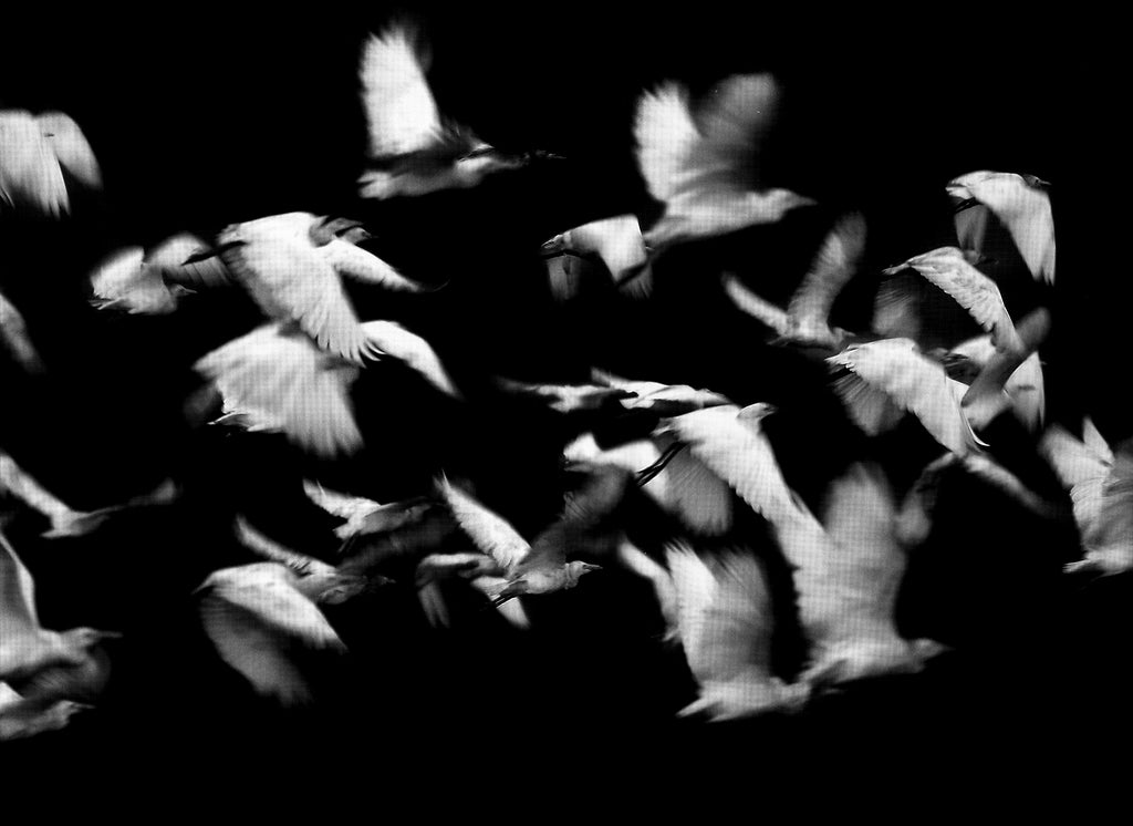 Vol d'oiseaux photo pour Sérigraphie T-shirt Misericordia colombes symbole de liberté