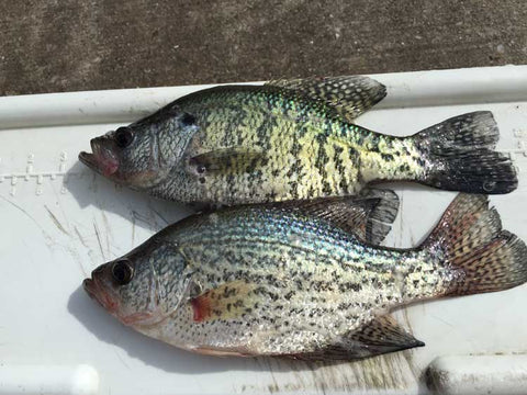 Difference Between White and Black Crappie.