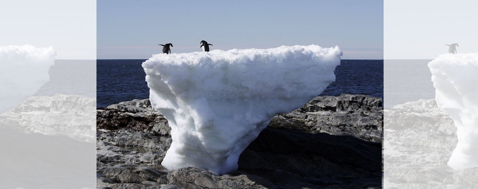 Banquise Pingouin Réchauffement Climatique