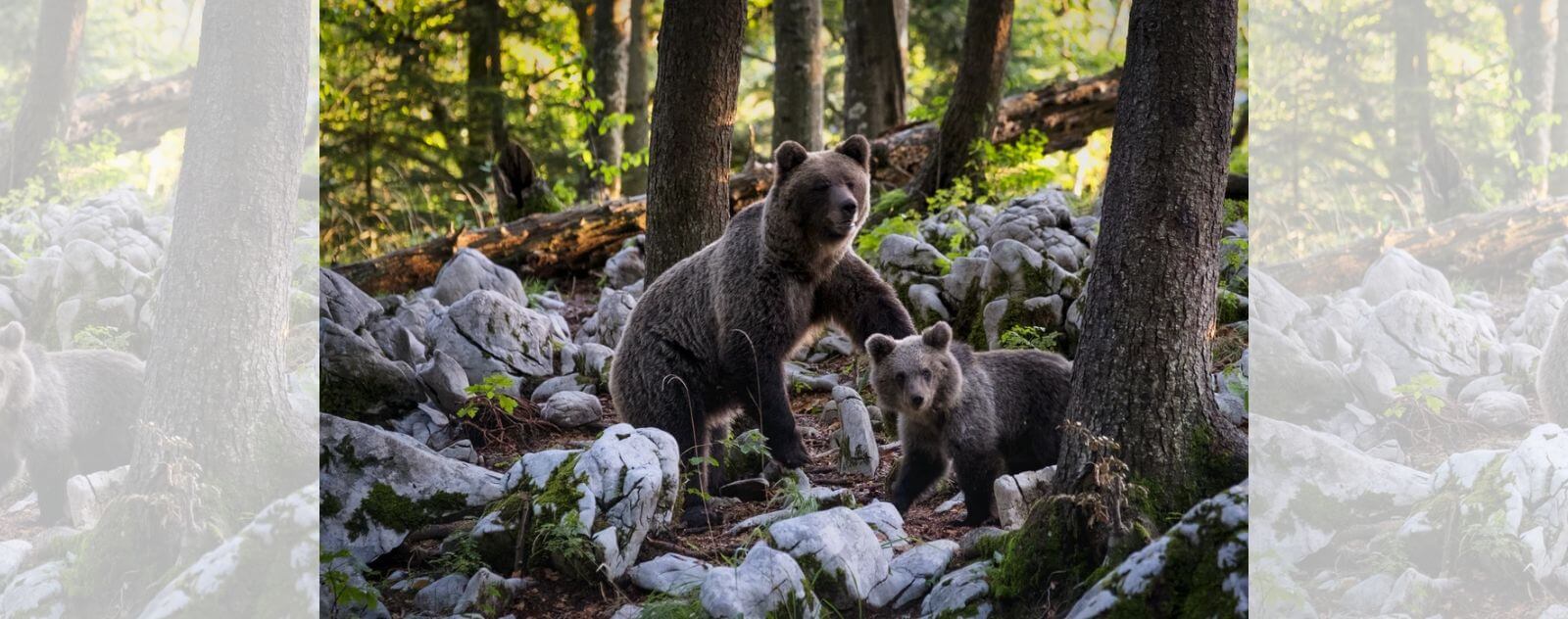 Bébés Ours qui Jouent dans la Forêt