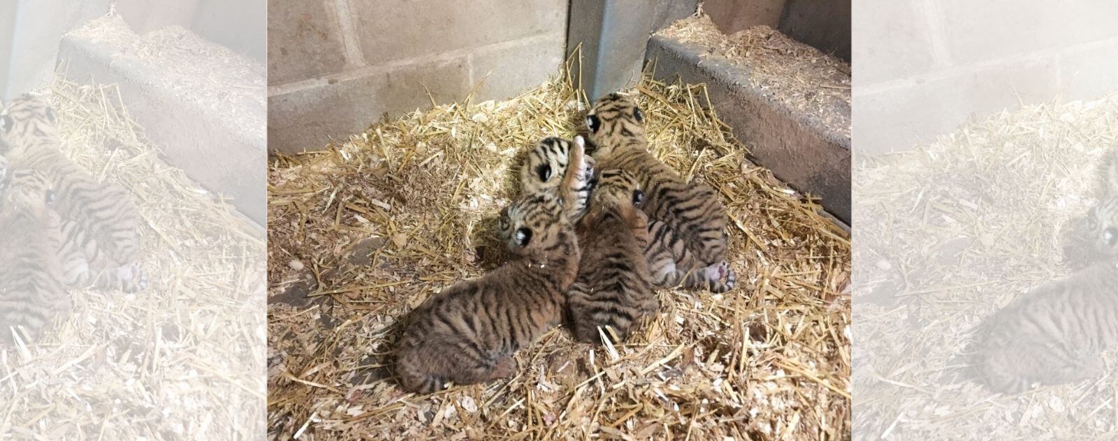 Bébés Tigres