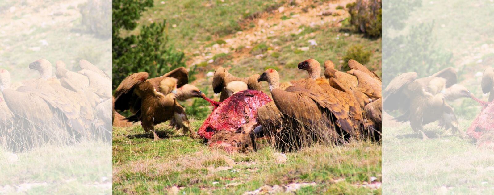 Charognards qui Mangent un Ours des Andes