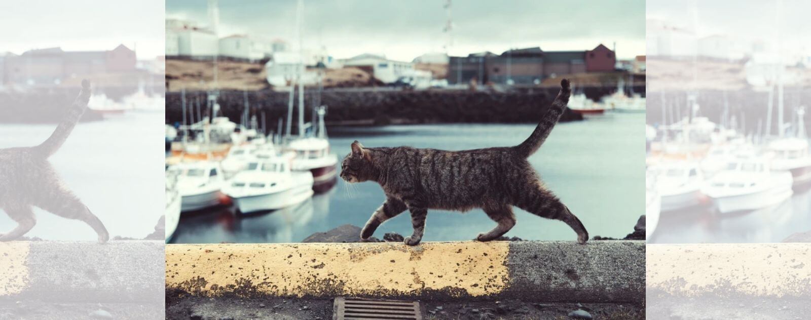 Chat qui Fait de l'Équilibre sur un Mur dans un Port à Côte de la Mer avec des Bateaux