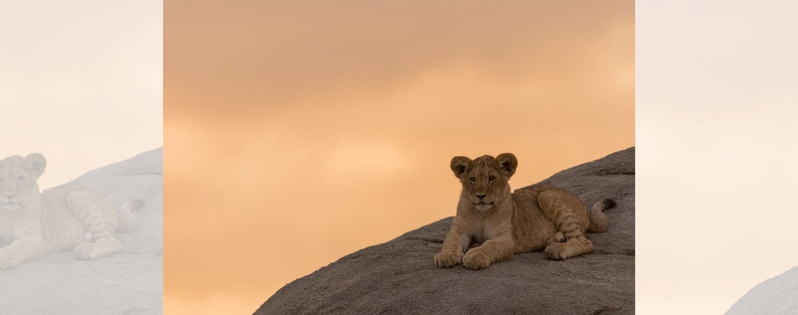 Comment s'appelle le Bébé du Lion-le Lionceau