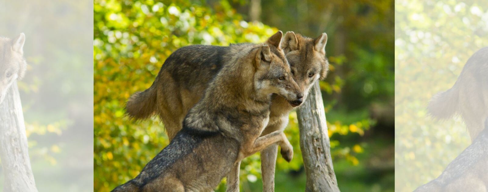 Couple de Loup Alpha