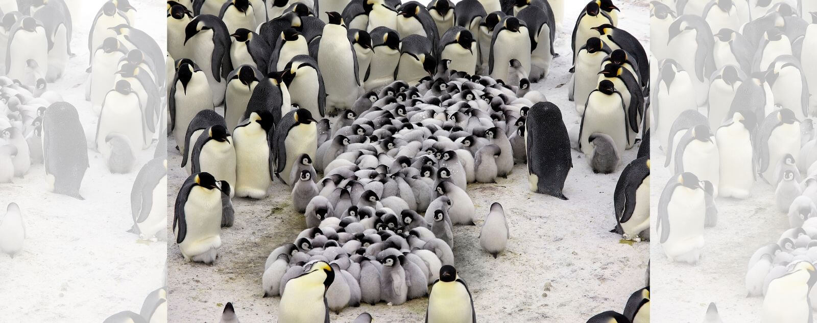 Crèche de Bébé Pingouin (Groupe)