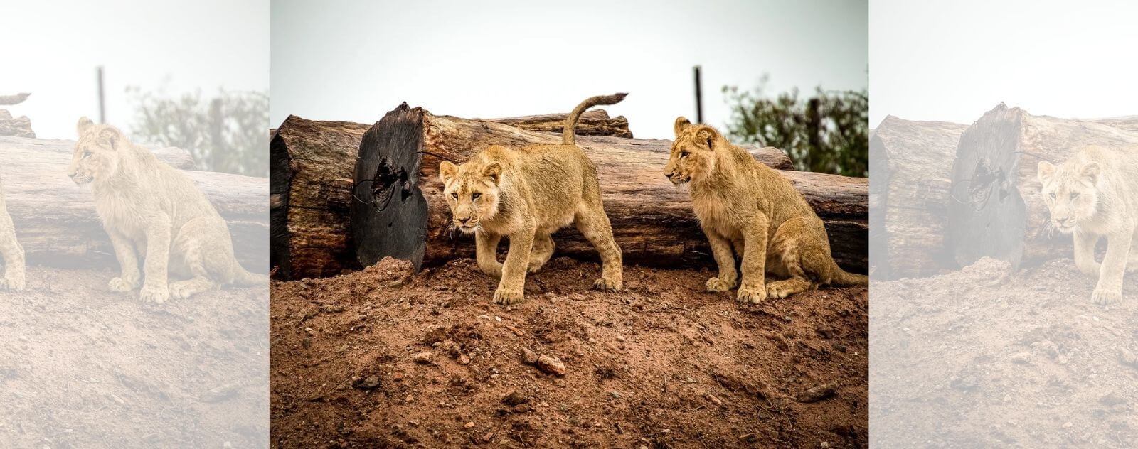 Deux Lionceaux qui Marchent dans la Terre (Bébés Lions)