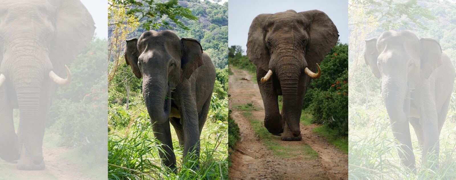 Éléphant d’Asie VS Éléphant d’Afrique
