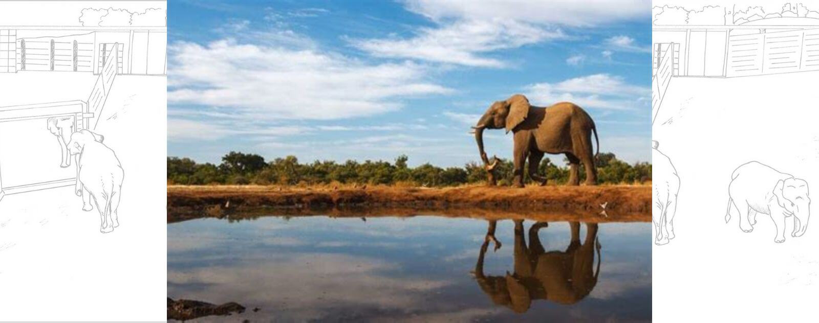 Éléphant qui reconnaît son Reflet dans un Miroir