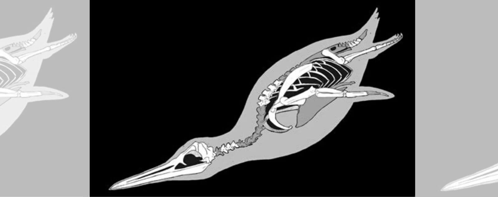 Fossile Pingouin