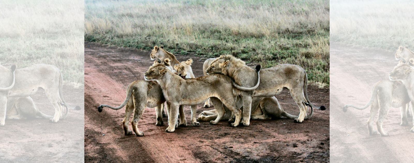Groupe de Lions, Lionnes et Lionceaux qui se Font des Câlins au Milieu d'un Chemin (Troupeau de Lion ou Fierté)