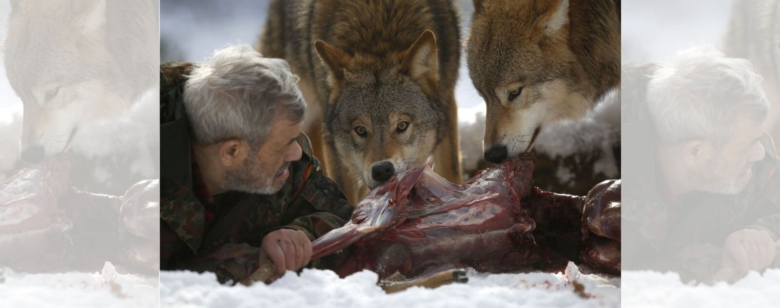 Homme qui Mange de la Viande avec des Loups