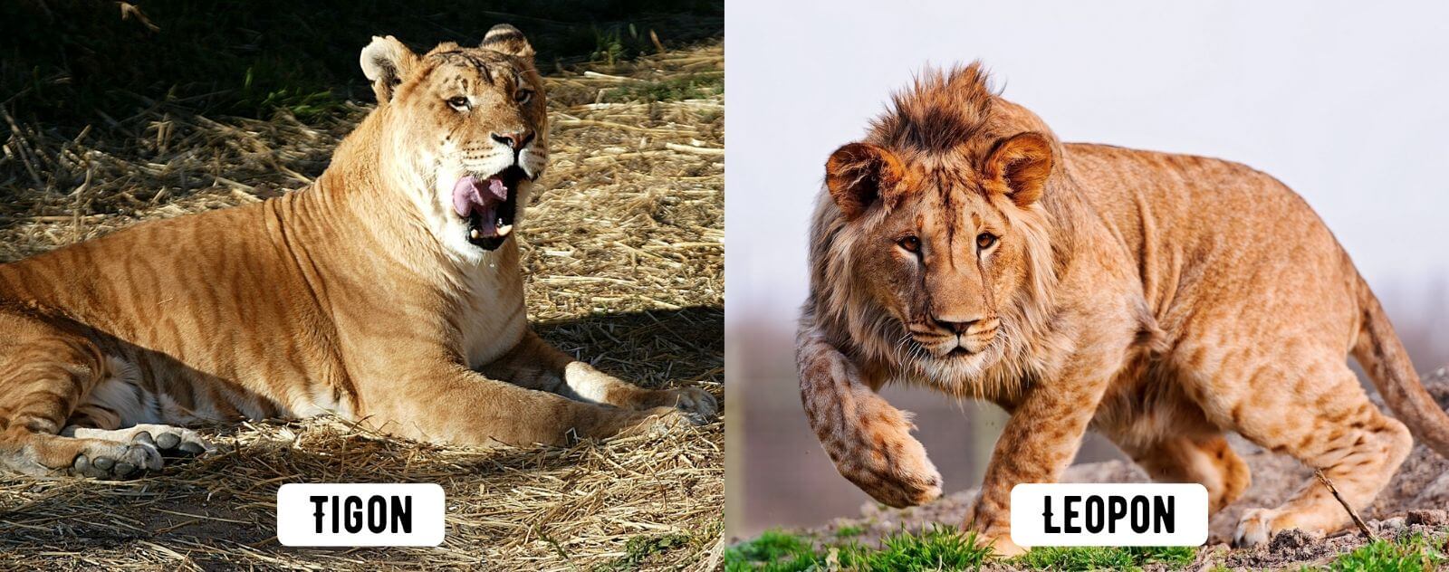 Les Hybrides de Lion (Tigon, Ligre et Leopon)