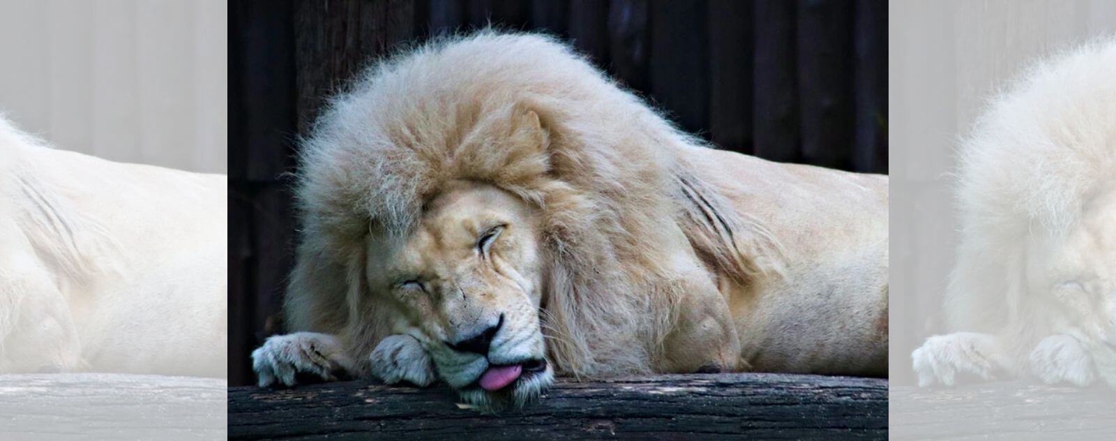 Lion Blanc qui Dort et qui Tire la Langue