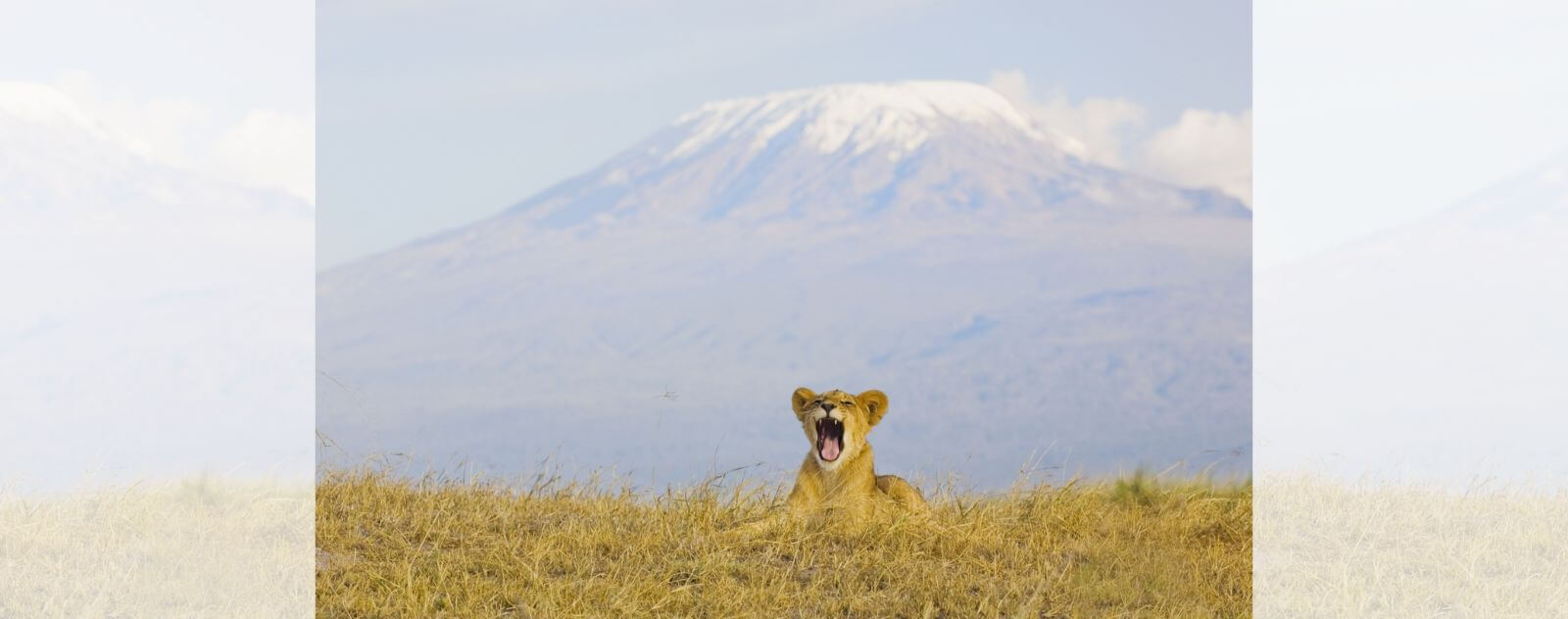 Lion à Côté du Kilimandjaro