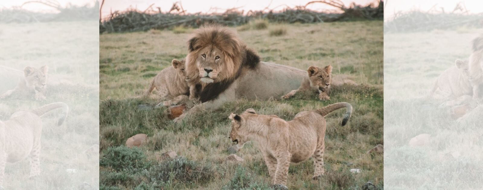 Lion avec des Lionceaux Autour de Lui dans une Prairie