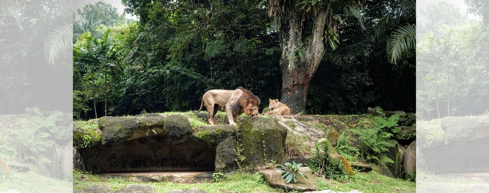 Lion d'Asie (Lion Asiatique)